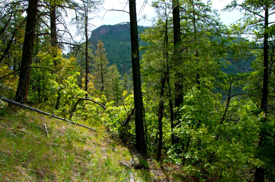Little L.O. Trail No. 6