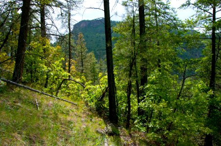 Little L.O. Trail No. 6