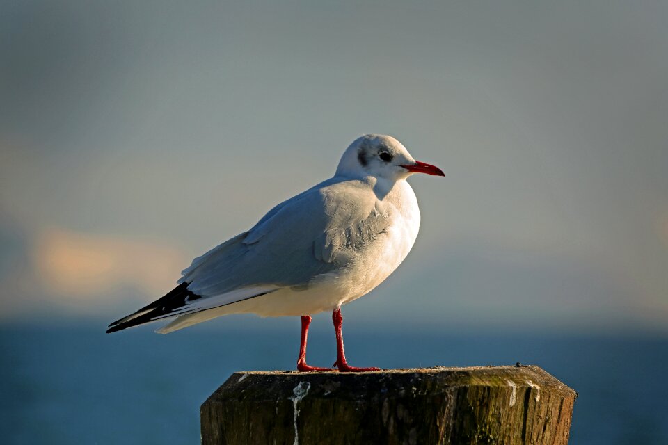 Flying water bird black headed gull
