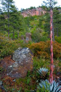 Kelsey Trail No. 3