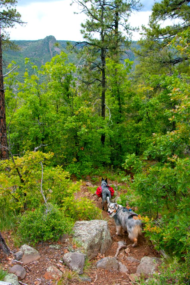 Kelsey Trail No. 3