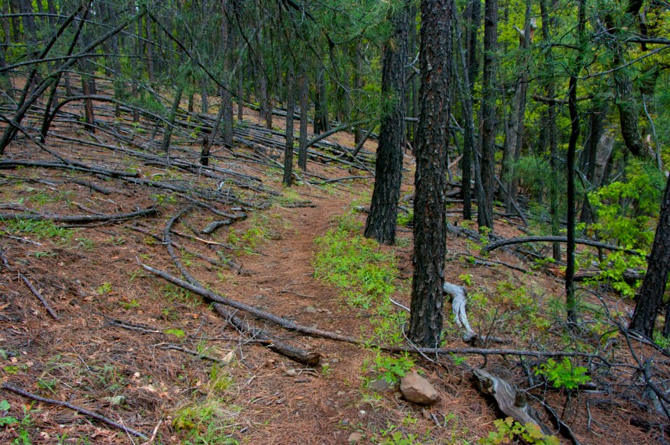 Kelsey Trail No. 3