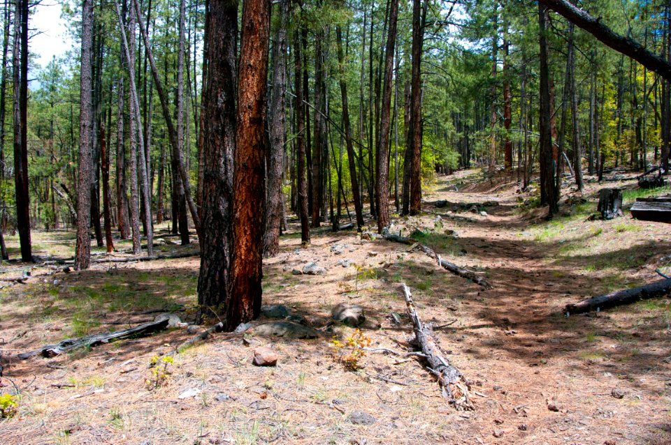 Dorsey Trail No. 7