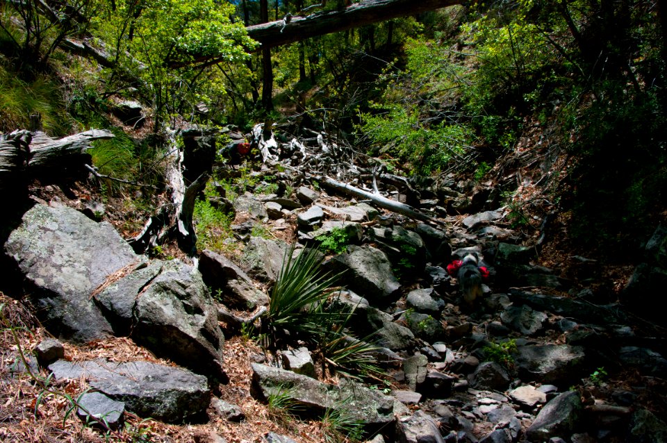 Dorsey Trail No. 7