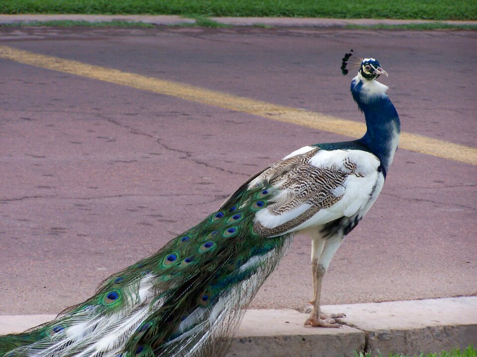 Feather animal wildlife