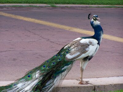 Feather animal wildlife photo