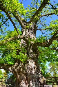 Oak forest brocéliande photo