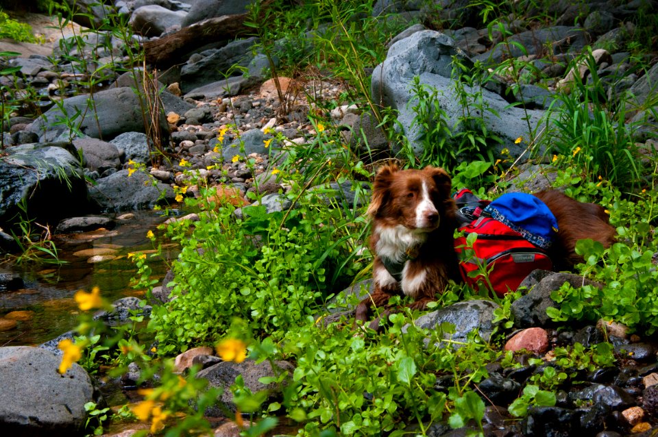 Little L.O. Trail No. 6