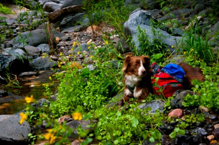 Little L.O. Trail No. 6