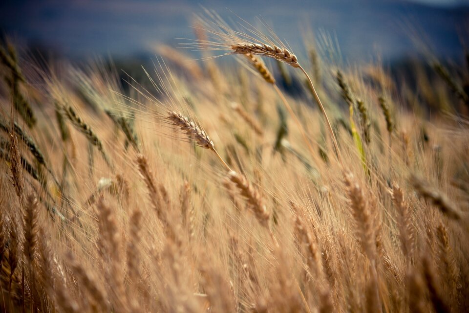 Field nature harvest