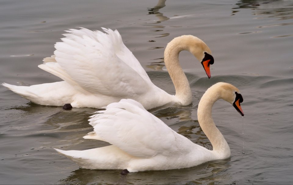 Cygnes