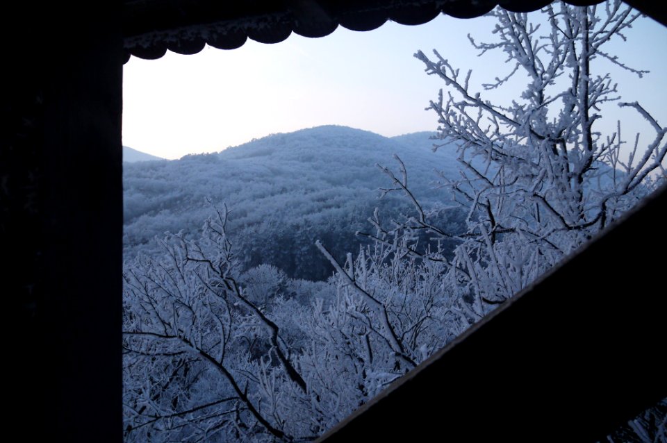 Deva Forest Walls