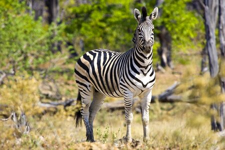 Africa wildlife botswana photo