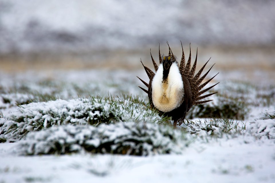 Sage-Grouse  Snow ET5A2369