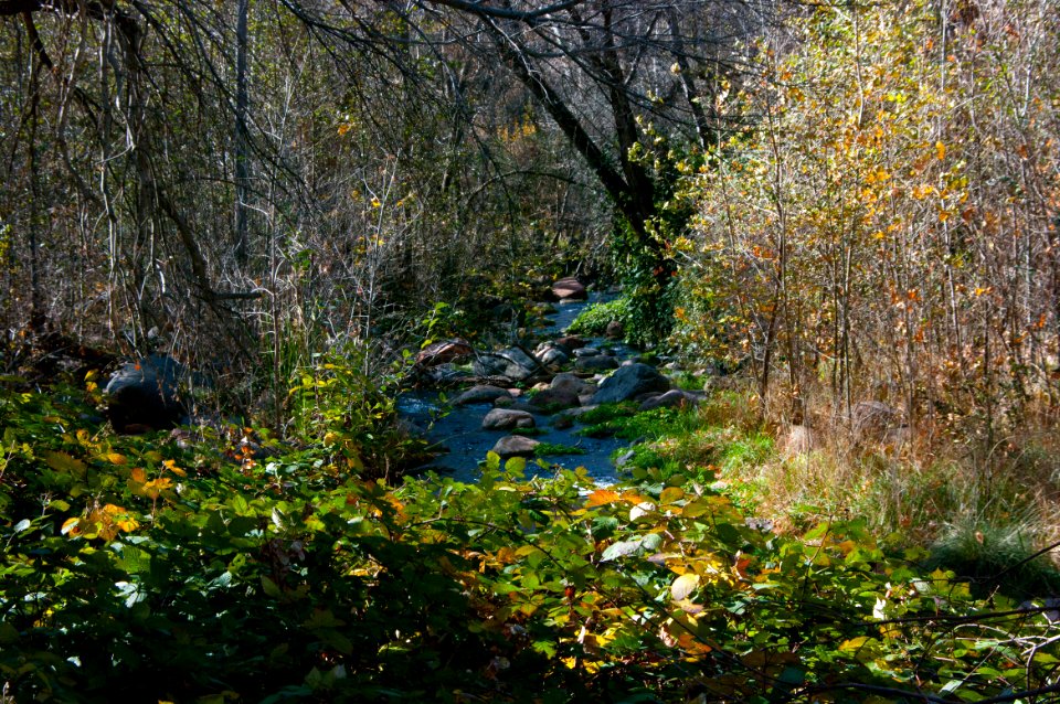 Fossil Springs Wilderness: Springs Area