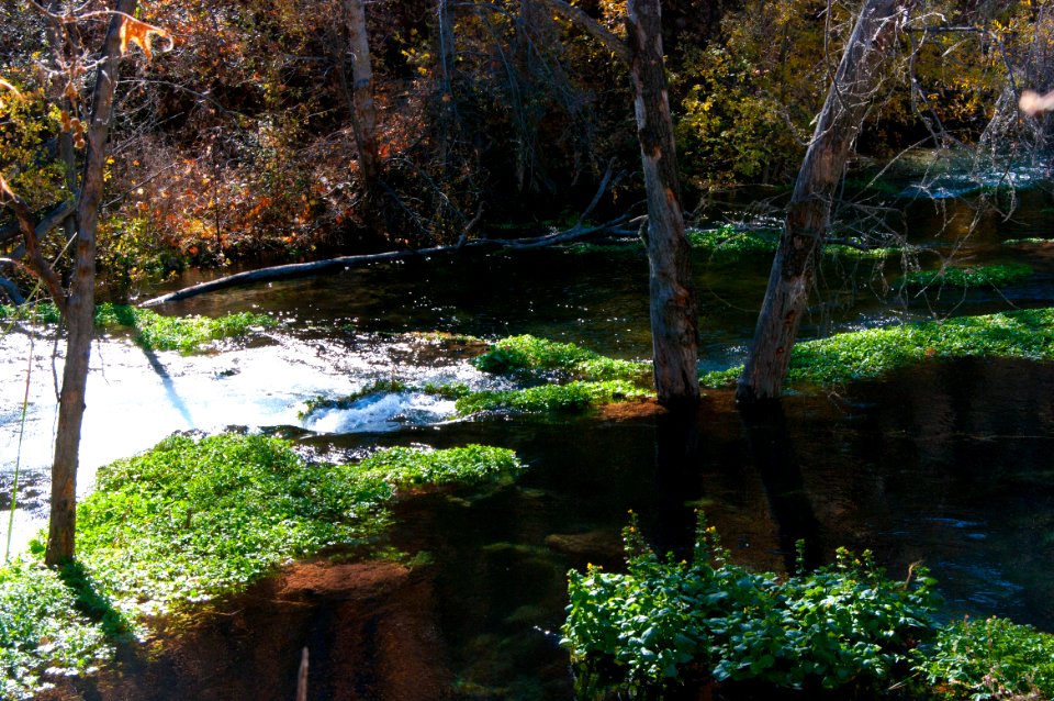 Fossil Springs Wilderness: Springs Area