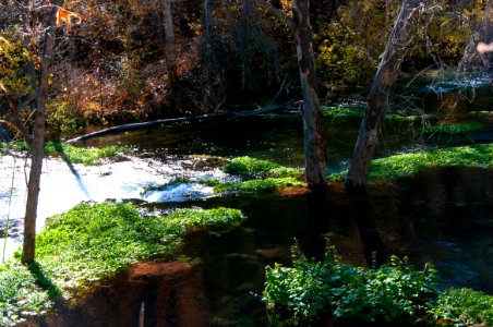Fossil Springs Wilderness: Springs Area
