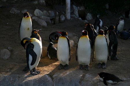 Waterfowl exotic animals wild