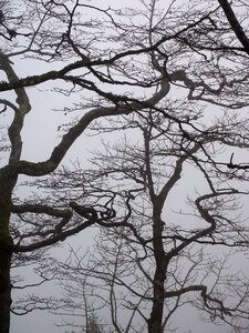 Trees tree trunks book