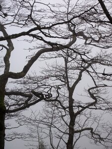 Trees tree trunks book photo