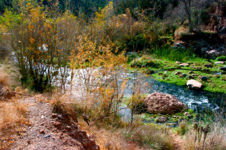 Fossil Springs Wilderness: Springs Area