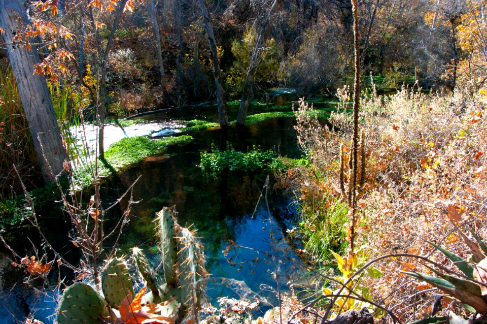 Fossil Springs Wilderness: Springs Area