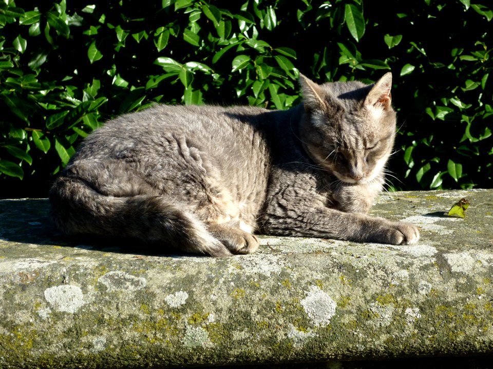 The door-keeper she-cat of Monte Senario Monastery. In Memory of this beloved Animal