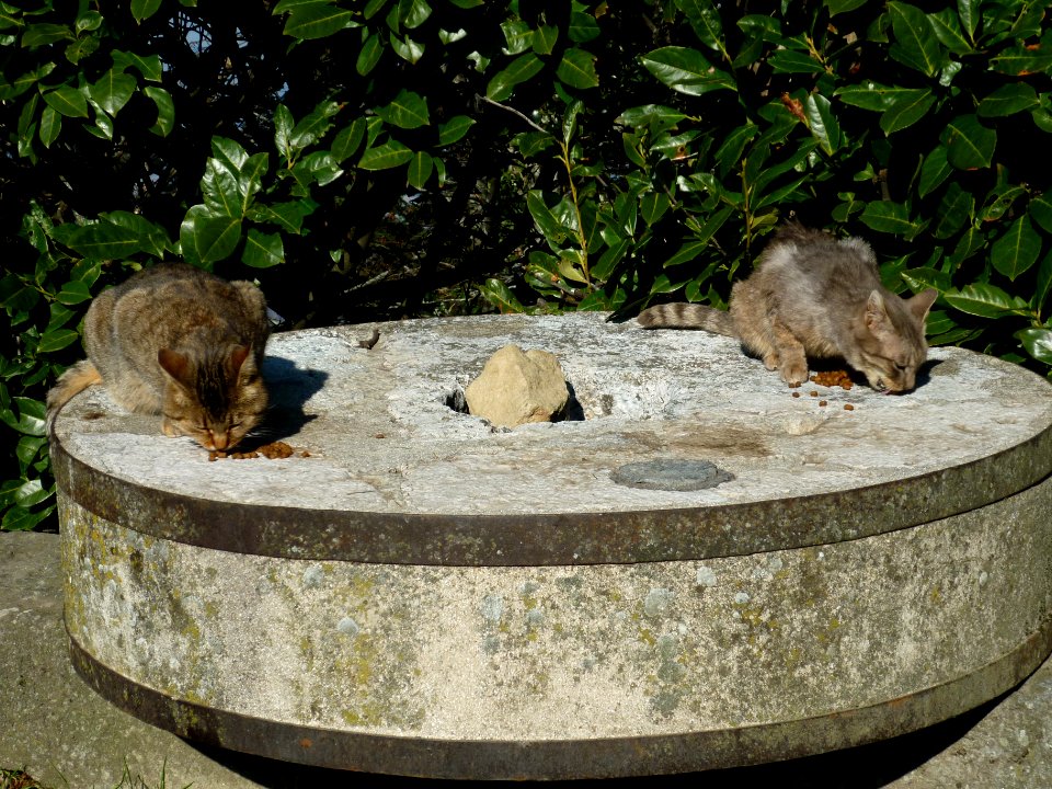 The Monastery never took care of those cats