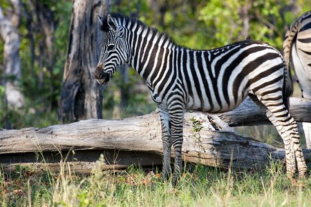 Africa wildlife botswana photo