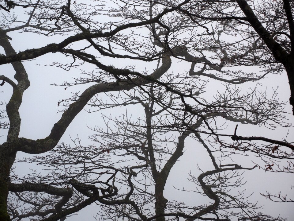 Trees tree trunks book