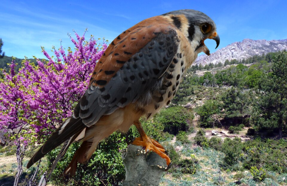 Hunting bird of prey chase