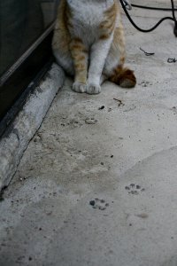 ko-short-cat