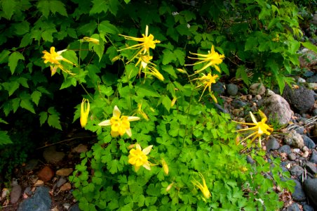 Little L.O. Trail No. 6