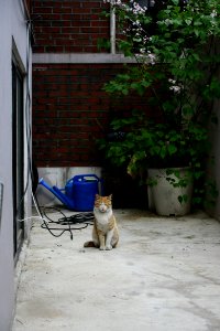 ko-short-cat