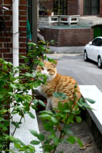 ko-short-cat