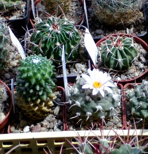 Turbinicarpus polaskii La Bonita Mammillaria Jan Suba [Author PTKS Public Domain]