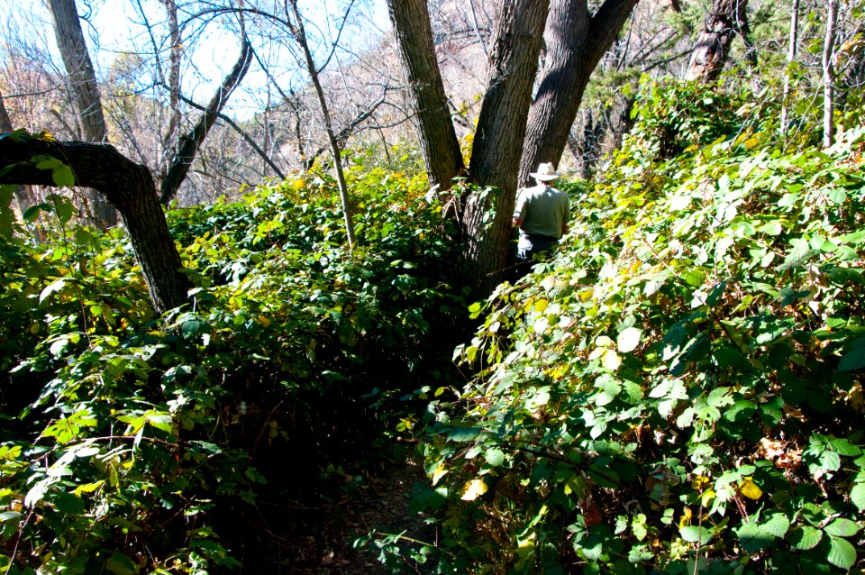 Fossil Springs Wilderness: Springs Area