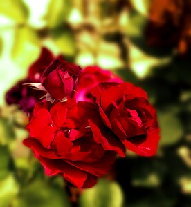 Flowers boost full bloom