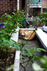 ko-short-cat