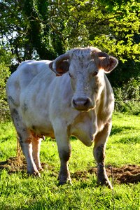 Cash cow white cow farm