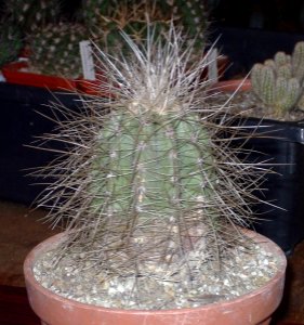 Copiapoa krainziana [Author PTKS Public Domain]