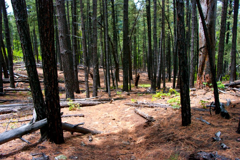 Little L.O. Trail No. 6