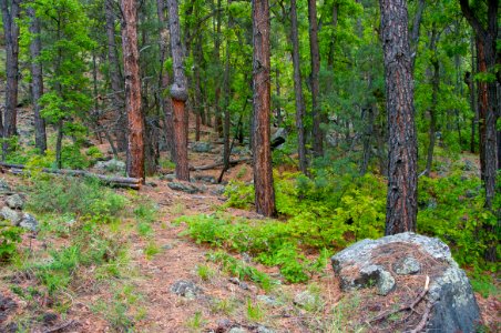Kelsey Trail No. 3