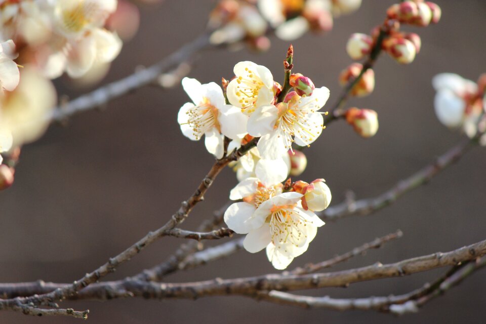 Cherry blossom viewing mountains plum watari