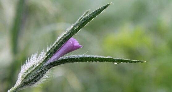 Bloom inflorescence flora