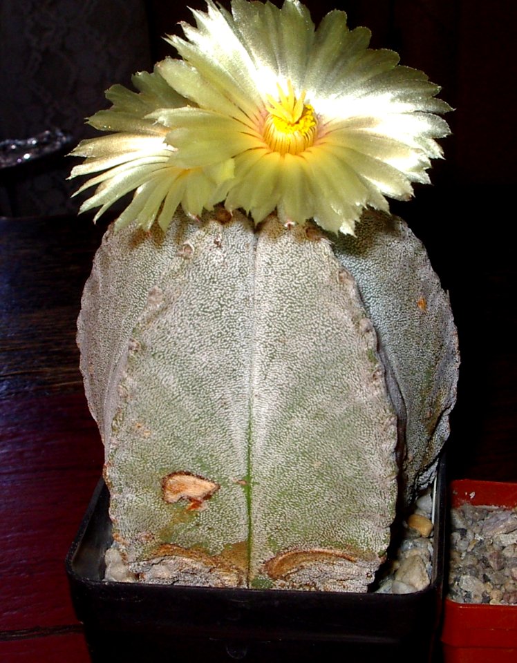 Astrophytum myriostigma [Author PTKS Public Domain]