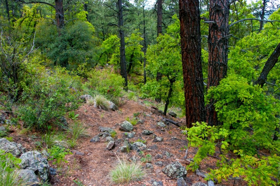 Kelsey Trail No. 3