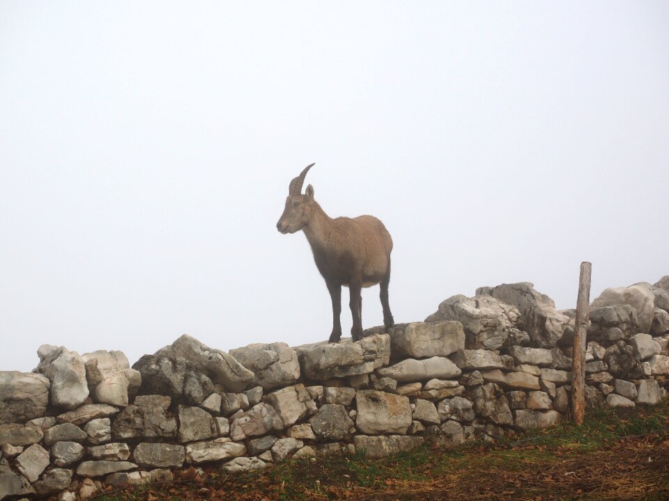 Fog foggy capra ibex