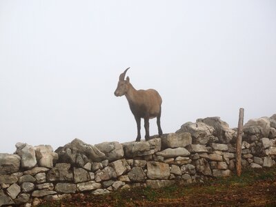 Fog foggy capra ibex photo