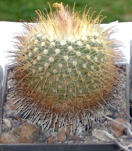 Parodia mutabilis [Author PTKS Public Domain]